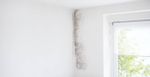 Reliable Rio Rancho, NM Mold Removal Solutions